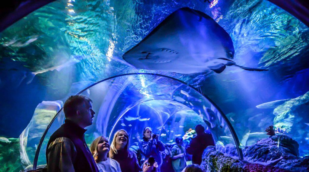 family walking through underwater tour in aquarium